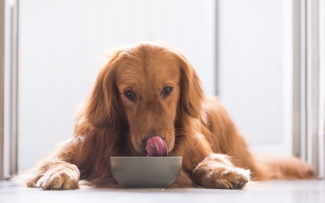 brown retriever eating from bowl