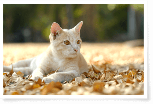 beige cat relaxing outdoors