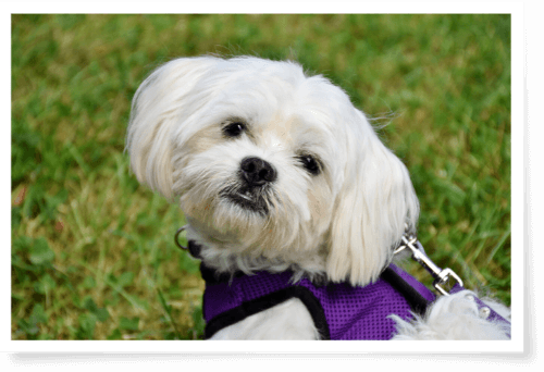 Maltese dog wearing purple harness