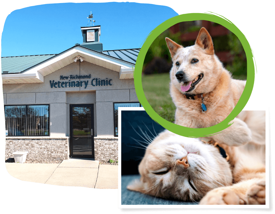 Best Veterinary Hospital In New Richmond, WI 54017