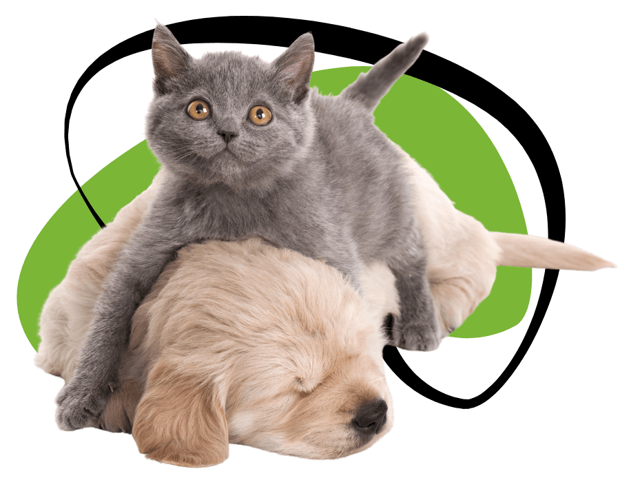kitten and puppy playing in front of green abstract shape