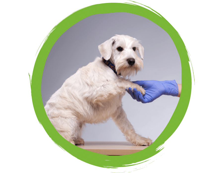 white dog holding vets hand